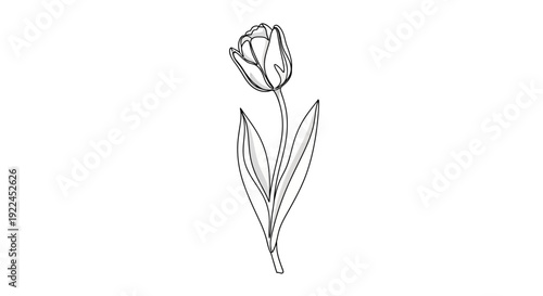 A delicate line drawing of a single tulip flower with two leaves on a white background.
