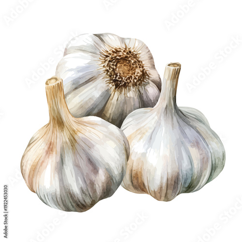 Watercolor illustration painting of Garlic, minimal, isolated on a white background.