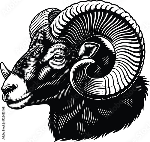 Detailed illustration of a ram's head with large curved horns