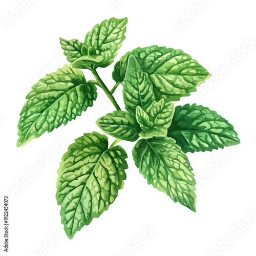 Watercolor illustration painting of Lemon Balm, minimal, isolated on a white background.