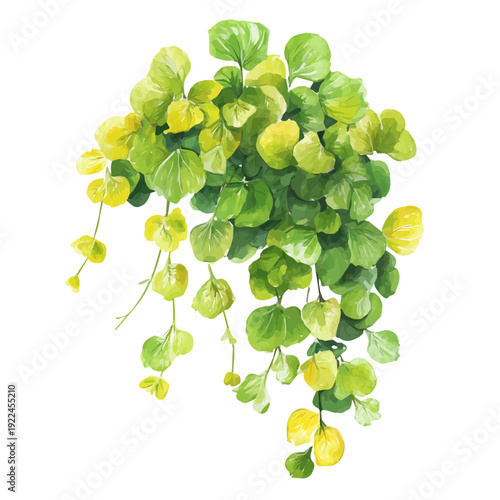Photos Watercolor-style vector illustration of Creeping Jenny, isolated on a clean white background