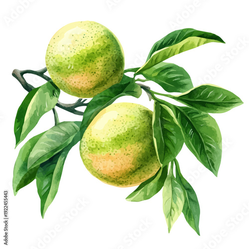 Pomelo On A Tree Branch, artistic watercolor illustration vector, isolated on a white background.