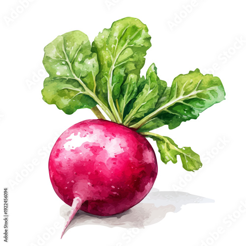 Watercolor vector illustration of Radish, isolated on a white background.