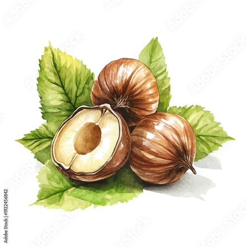 Wild Hazelnut, elegant watercolor vector illustration, isolated on a white background.