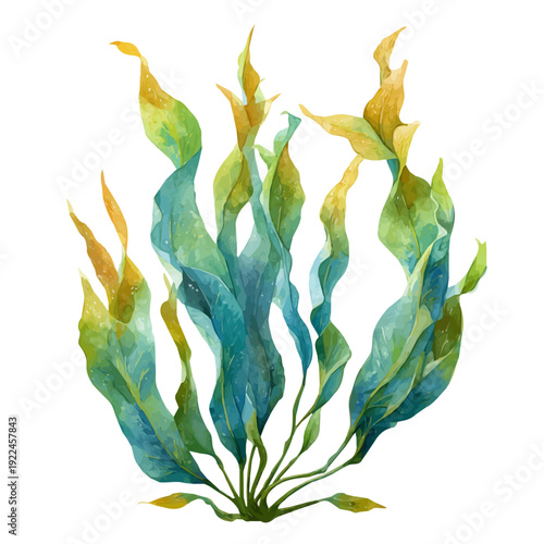 Watercolor painting of Kelp, vector illustration, isolated on white background.