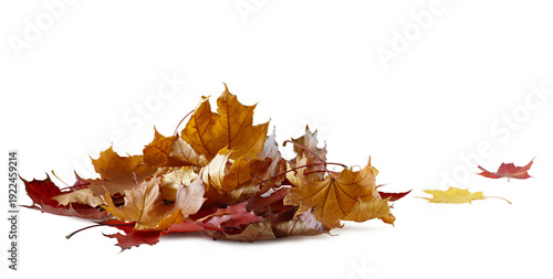 Quadro su tela Autumn orange  leaves falling down Isolated on white transparent background, sha