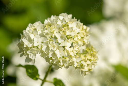 Photography Large inflorescence of flowering white hydrangea