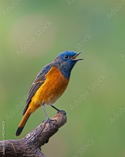 Fotografie Male Blue-fronted Redstart (Phoenicurus frontalis) Singing on Branch at Sattal,