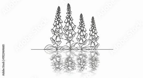Sketch of foxglove flowers reflected in water