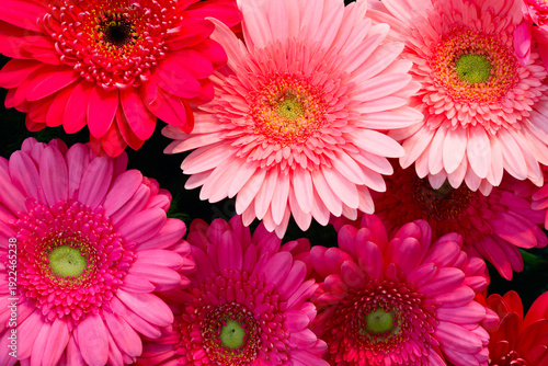 Tableau sur toile Bouquet of red and orange gerbera flowers with black and green centers