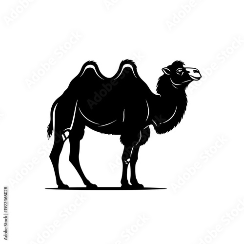Black Silhouette of a Two Humped Camel Standing on a White Background