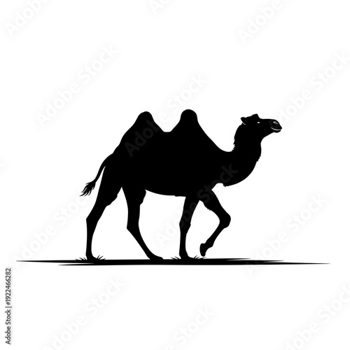 Silhouette of a Two Humped Camel Walking Across a White Background