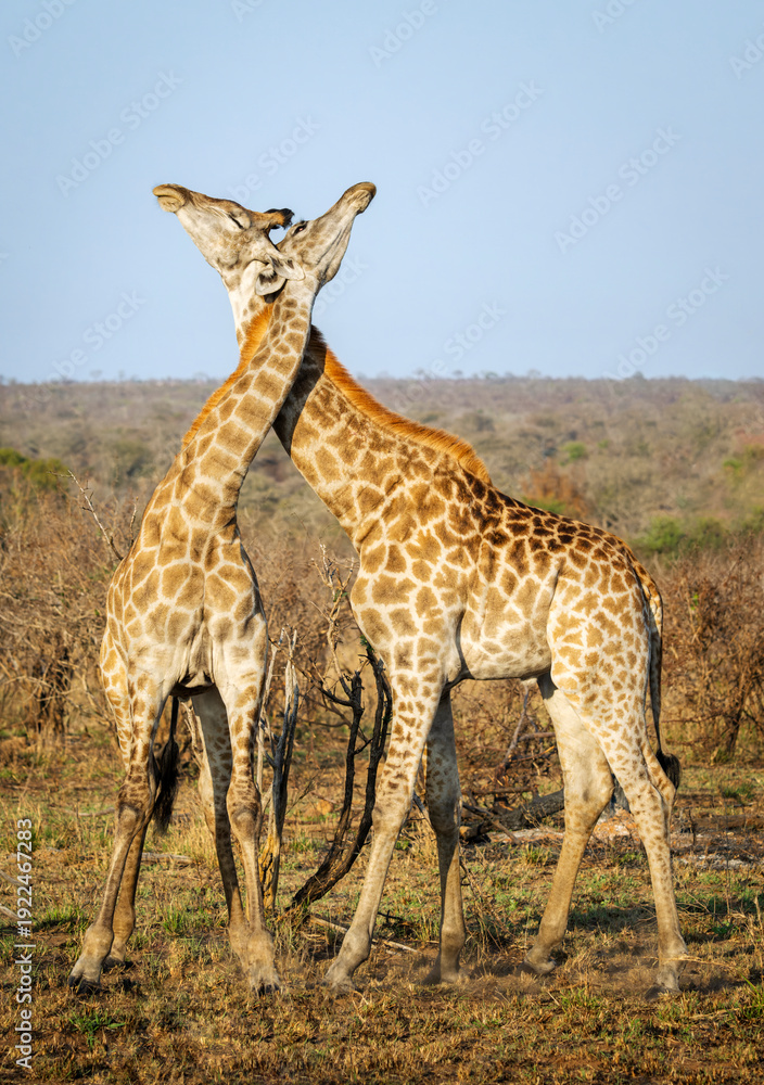 Fototapeta premium Giraffe (Giraffa camelopardalis) bulls fighting for dominance, Kruger national park, South Africa.