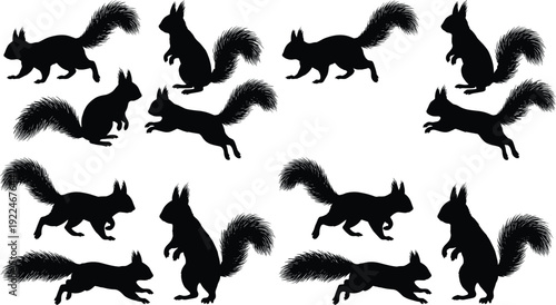 Set of squirrel silhouettes in various poses isolated on white background, detailed black animal shapes for wildlife design, woodland illustration and nature graphics