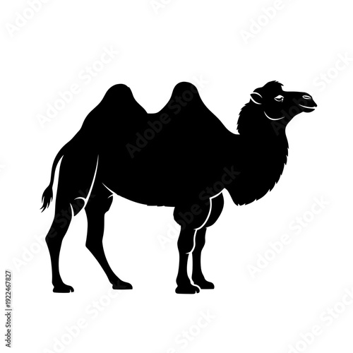 Black Silhouette of a Two Humped Camel Standing Facing Right on White Background