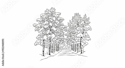 Snow-covered trees line a winding path through a winter forest