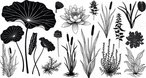 Crown of thorns, isolated on white background