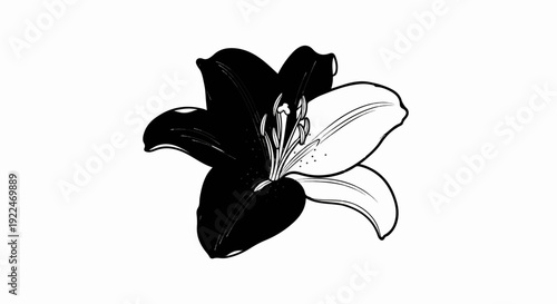 Stark contrast lily in black and white, delicate petals and stamens
