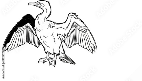 Sketch of a cormorant bird with wings spread, black wing tips