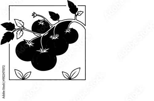 Simple black and white illustration of a tomato vine with ripe fruit