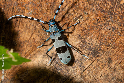 Tableau sur toile Beautiful Alpine longhorn beetle on wood, Germany
