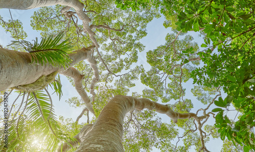 Looking up at the trees in the rainforest of Borneo, natural background, Malaysia.