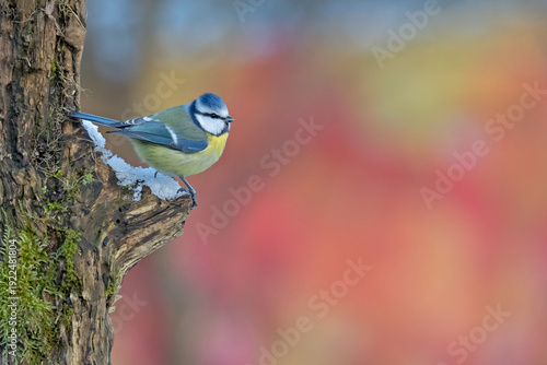 Fotografie Blue tit (Cyanistes caeruleus) perched on a snowy mossy branch against a vibrant colorful autumn background