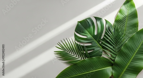Tropical Leaves on White Background with Space.