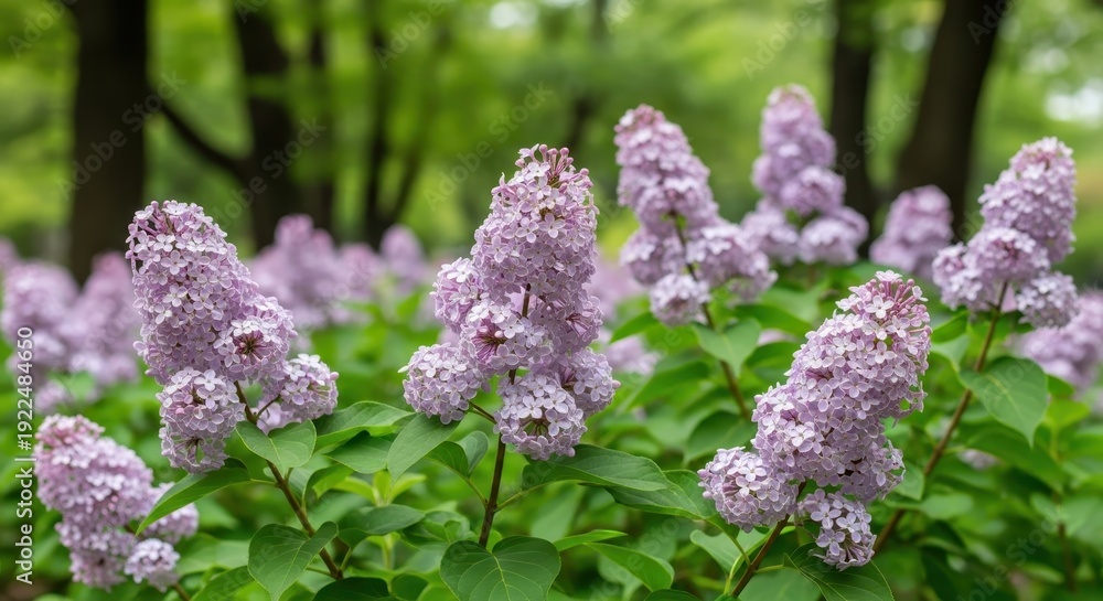 Obraz premium Lilac Blossoms in Spring - A Burst of Floral Beauty.