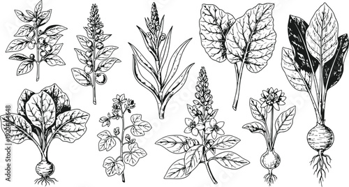 Botanical Illustrations of Various Plants and Root Vegetables