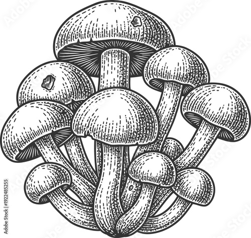 Cluster of Mushrooms Engraving Style Detailed Texture Forest Floor Elements Stock Illustration