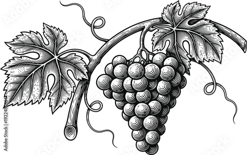 Engraved Grapes Bunch on Vine with Leaves and Tendrils Stock Illustration