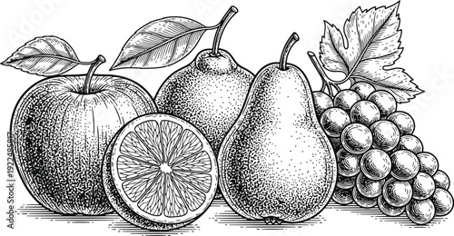 Fruit Composition Etching Style Vintage Illustration