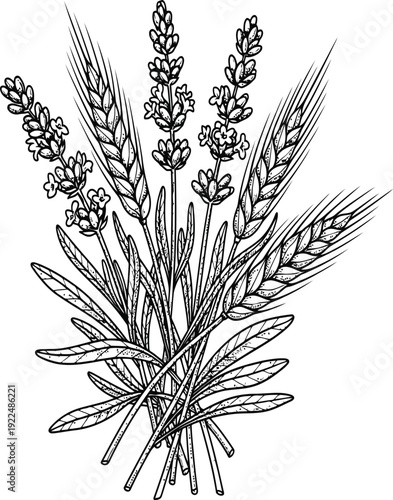 Lavender and Wheat Stalks Bouquet Hand Drawn Botanical Illustration