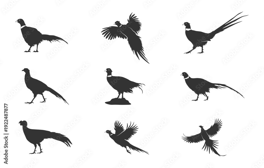 Obraz premium Flying pheasant silhouette, Pheasant birds svg, Pheasant bird silhouettes, Pheasant silhouette, Pheasant svg, Pheasant vector set -V02.