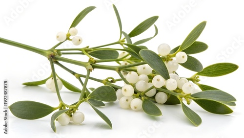 Wallpaper Mural Stylized mistletoe plant white berries and green leaves on a white background Torontodigital.ca