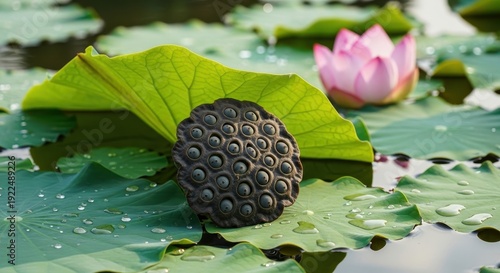 Lotus Seed Head and Flower on Lily Pads in Pond.