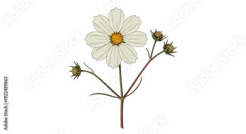 A single white flower with three buds on a stem viewed from the front in a simple illustration style