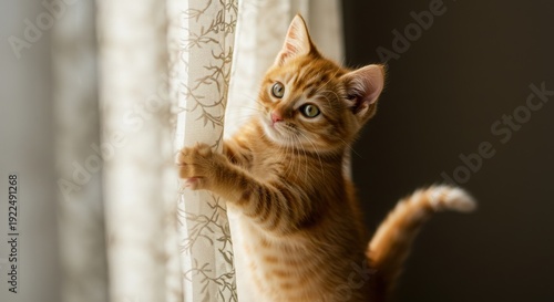 A curious orange kitten exploring its surroundings with wide eyes