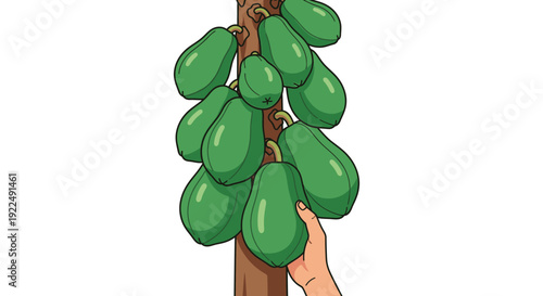 A hand reaching for a bunch of ripe green papayas on a tree