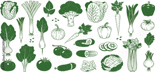 Fresh Green Vegetable Collection with Cabbage Broccoli Carrot Tomato Cucumber Pepper and Leafy Greens Healthy Organic Food Vector Illustration Set