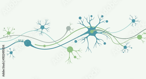 Neurons and Neural Connections in the Human Brain.