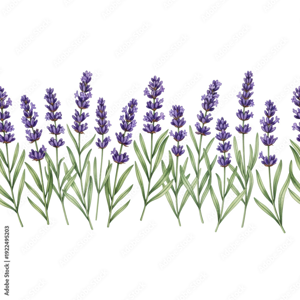 Obraz premium Seamless botanical border element of hand-drawn watercolor lavender sprigs, vibrant purple and green on a clean transparent flat lay background, zero shadows. Concept of clean aromatherapy