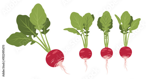 Group of four red radishes with fresh green leaves arranged on a white background in a flat illustration style.