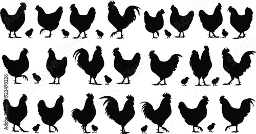Black silhouette collection of farm poultry featuring roosters hens and small chicks in various poses, isolated chicken vector icons for rural agricultural design.