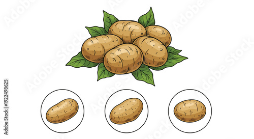Fresh brown potatoes shown with green leaves and individual icons in circles representing organic harvest and farm produce.