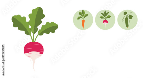 Radish vegetable illustration shown with green leaves and secondary icons of carrot, radish, and cucumber for organic farming.