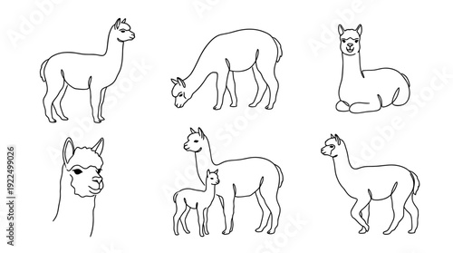 alpaca, 6 black delicate line drawings vector set collection , white background , PNG and SVG