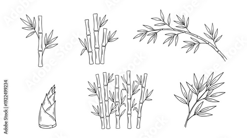 bamboo, 6 black delicate line drawings vector set collection , white background , PNG and SVG