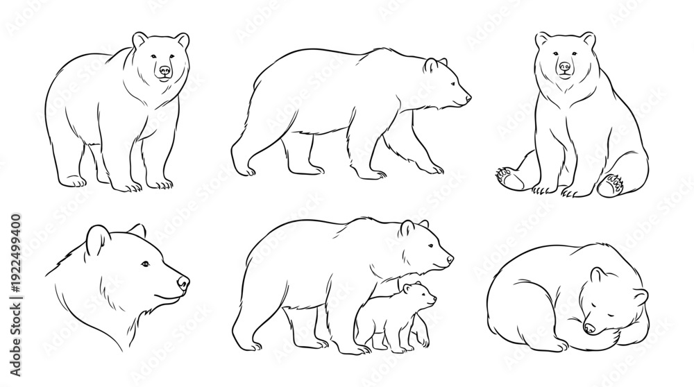 Fototapeta premium bear, 6 black delicate line drawings vector set collection , white background , PNG and SVG